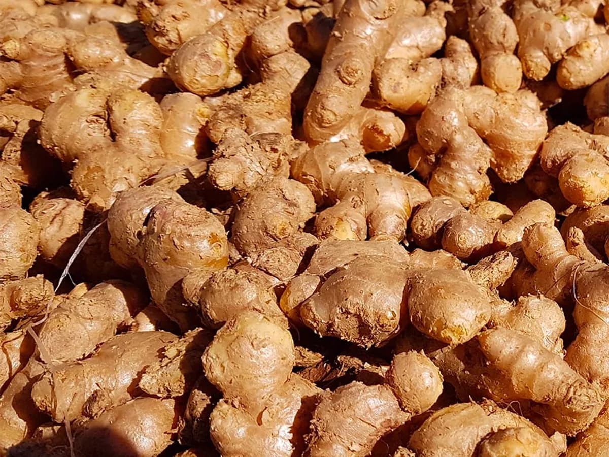 Gingembre Frais d'Afrique 500g - Food & Küche - Marseille