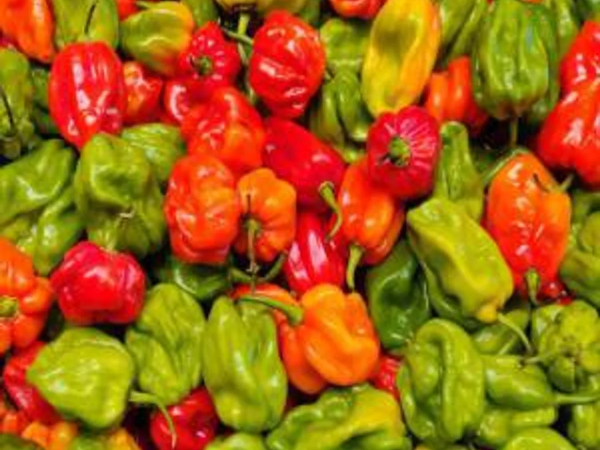 Piment Frais Africain (Barquette) - Lebensmittel - Marseille